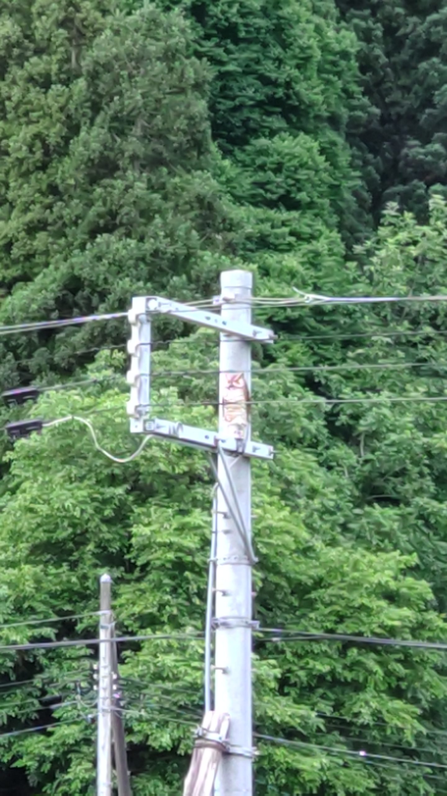 電柱に設置されたフクロウのカラスよけは効いた！設置翌日からカラスが1羽も来ない